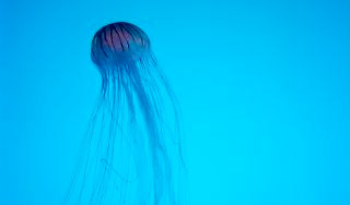 На обладателя "лучшей работы" напала медуза На обладателя "лучшей работы" напала медуза