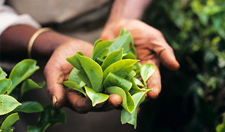 Ценам на чай обещают скорое снижение Ценам на чай обещают скорое снижение