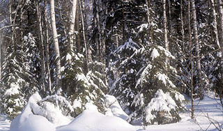 На охоте в тайге пропал замгубернатора На охоте в тайге пропал замгубернатора