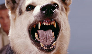 Бешеная собака покусала 14 покупателей Бешеная собака покусала 14 покупателей