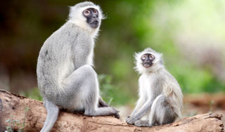 Обезьяна вернула себе проданного детеныша Обезьяна вернула себе проданного детеныша