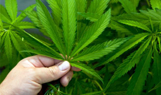 Студенты собрали под снегом мешок конопли Студенты собрали под снегом мешок конопли