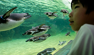 Из зоопарка в Японии похищен редкий пингвин Из зоопарка в Японии похищен редкий пингвин