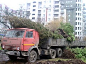 Погубивших деревья в сквере Проскурина бизнесменов оштрафовали