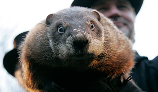 Сурка-предсказателя хотят заменить роботом Сурка-предсказателя хотят заменить роботом