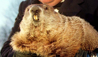 В США ждут прогноз главного предсказателя В США ждут прогноз главного предсказателя