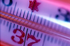 Свиной грипп затих