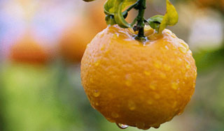 Найдено необычное свойство мандаринов Найдено необычное свойство мандаринов