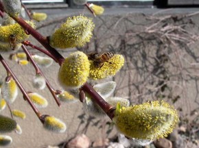 Весну приблизят концертом