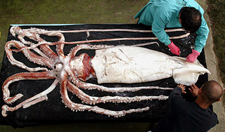 Океанского монстра выбросило на берег Океанского монстра выбросило на берег