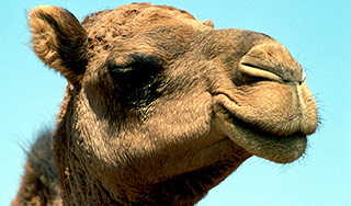 Верблюды сделали пограничников пастухами Верблюды сделали пограничников пастухами