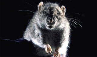 Крыса сорвала вылет канадского самолета Крыса сорвала вылет канадского самолета