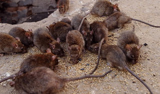 Мальчик съел приманку для крыс и умер Мальчик съел приманку для крыс и умер