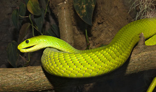 В Африке ядовитая змея покусала россиянку В Африке ядовитая змея покусала россиянку