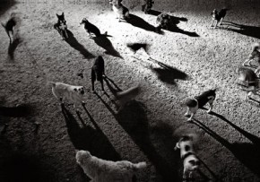 В Белых Берегах собак расстреливали из пневматики