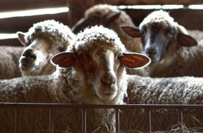 Завезенные в Почепский район из Дагестана больные овцы пропали