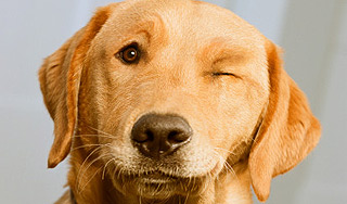 Ретривер проглотил бриллиант за $20 тысяч Ретривер проглотил бриллиант за $20 тысяч