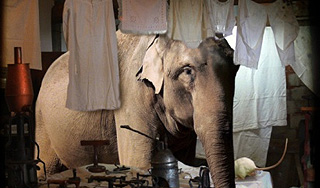 Голодные слоны захватили деревню Голодные слоны захватили деревню