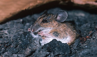 В Приамурье мыши заразили 40 детей В Приамурье мыши заразили 40 детей