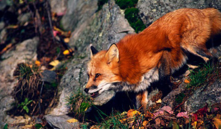 Лиса устроила кровавую бойню в зоопарке Лиса устроила кровавую бойню в зоопарке