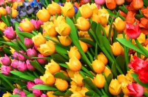 Город украсят цветами