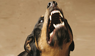 Ротвейлер загрыз годовалого ребенка Ротвейлер загрыз годовалого ребенка