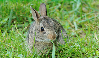 Заяц протаранил авиалайнер на летном поле Заяц протаранил авиалайнер на летном поле