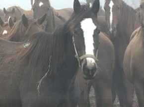 В Карачеве осудят москвичей-конокрадов