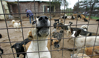 Собаки растерзали четырехлетнего ребенка Собаки растерзали четырехлетнего ребенка