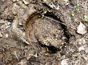 Конокрадов нашли по следам