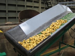 Картофелем займутся бельгийцы