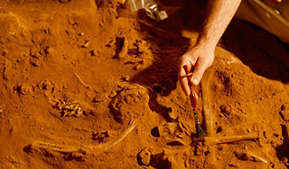 Якутского мамонтенка убила сибирская язва Якутского мамонтенка убила сибирская язва