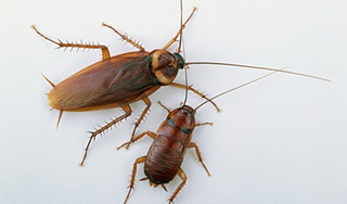 Лужков распугал гигантских белых тараканов Лужков распугал гигантских белых тараканов