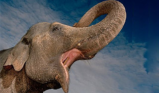 Индийский слон стал серийным убийцей Индийский слон стал серийным убийцей