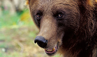 Охотник приманивал медведя пончиками Охотник приманивал медведя пончиками