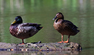 Японцы выдали брачное свидетельство уткам Японцы выдали брачное свидетельство уткам