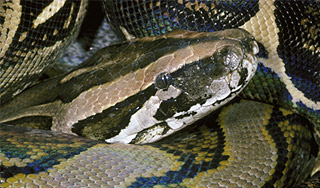 Нижегородские рыбаки выловили питона Нижегородские рыбаки выловили питона