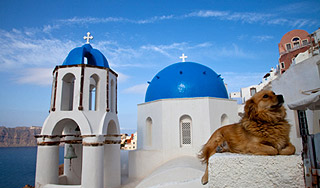 В США будут служить мессы для собак В США будут служить мессы для собак