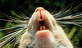 На север Китая обрушились полчища крыс На север Китая обрушились полчища крыс