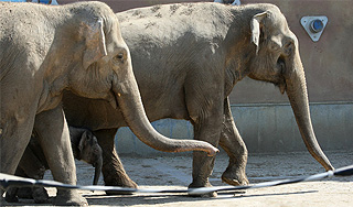 Слоны вышли на митинг протеста в Таиланде Слоны вышли на митинг протеста в Таиланде