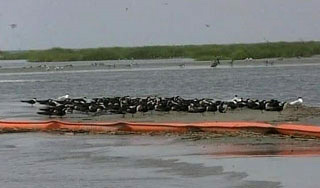 На очистку залива от нефти уходят миллионы На очистку залива от нефти уходят миллионы