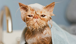 Юноша постирал в машинке кошку подруги Юноша постирал в машинке кошку подруги