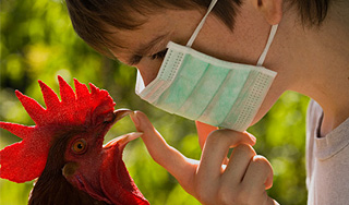 Грипп лишил Россию итальянской птицы Грипп лишил Россию итальянской птицы