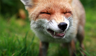 Лиса похитила обувь 200 немцев Лиса похитила обувь 200 немцев