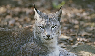 Из подмосковного питомника сбежала рысь Из подмосковного питомника сбежала рысь