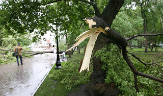 Московский ураган повалил 170 деревьев Московский ураган повалил 170 деревьев