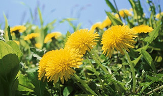 Новому Рorsche устроили одуванчиковую атаку Новому Рorsche устроили одуванчиковую атаку