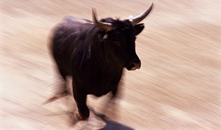 Лучший бык Испании клонирован для корриды Лучший бык Испании клонирован для корриды