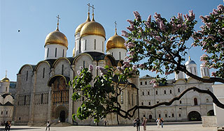 Сирень в Москве будет цвести два раза в год Сирень в Москве будет цвести два раза в год