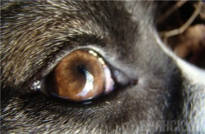 Четвероногого пленника вытащили спасатели